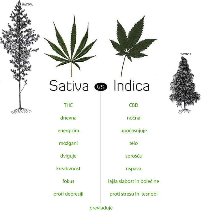 indica vs sativa